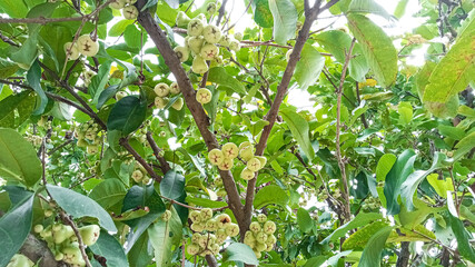 Wax Apple Tree Laden with Ripe Fruit