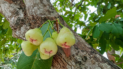 Wax Apples Growing Near Tree Trunk