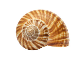 Obraz premium Brown striped seashell isolated on transparent background