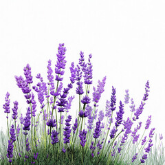 Naklejka premium A bunch of purple flowers with green stems
