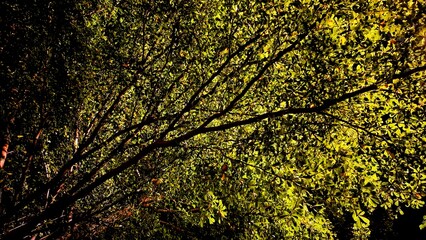 night sky with trees in a garden area and tropical tree leaves at night on a dark background. trees and leaves illuminated by garden lights.