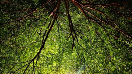 Fototapeta premium night sky with trees in a garden area and tropical tree leaves at night on a dark background. trees and leaves illuminated by garden lights.