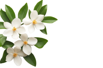 White flower with green leaves is in the center of a white background, isolated