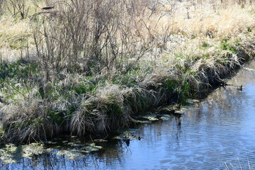 Cute little creek surrounded by grassland.