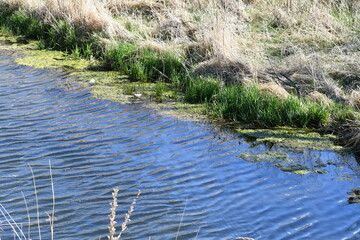 Small creek runs through swampy area.