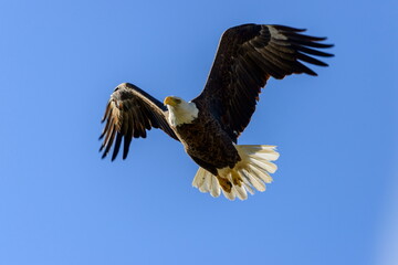 A large mature bald eagle soars through the blue sky with its undercarriage exposing its large...