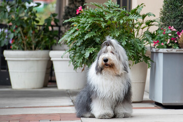 A large adult Old English Sheepdog or bobtail with long shaggy white and grey hair. The pet has its...