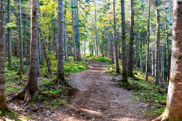 A hiking trail with curves and bends through a mature wooded area. The trees are evergreen and birch. The footpath is worn with fallen leaves, roots and rocks. The mossy ground is lush green and damp.