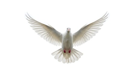 Artistic studio image of a white dove in flight with wings spread wide, captured mid-air on a pure white background, high-speed camera detail, symbolic of the Holy Spirit
