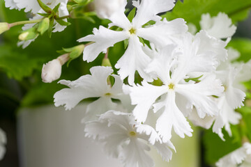 Close up of Japanese Primula Late Snow. Primula Sieboldii. 
