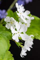 Close up of Japanese Primula Late Snow. Primula Sieboldii. 