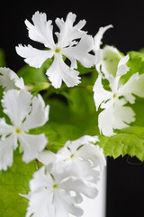 Close up of Japanese Primula Late Snow. Primula Sieboldii. 