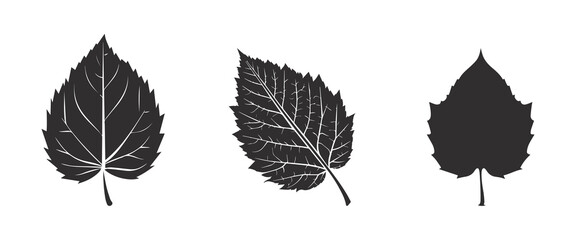Birch tree leaf set ,silhouette vector illustration.