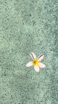 plumeria flower on water