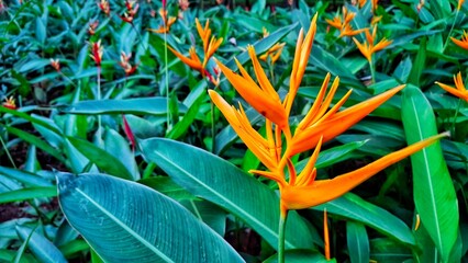 Heliconia psittacorum (Heliconia psittacorum webus) is a species of flowering ornamental plant....