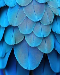 Obraz premium Vibrant blue parrot feathers close-up (2)