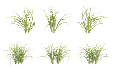 Cymbopogon citratus green plant on transparent background, 3d render illustration