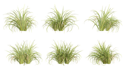 Cymbopogon citratus green plant on transparent background, 3d render illustration