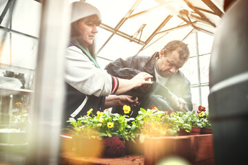Healthcare, disability and care with a man and woman gardening together. Garden, plant and water with a male and female watering plants in a greenhouse and learning fine motor skills for development.