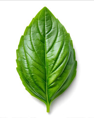 A single fresh Thai basil leaves perfectly shaped with vibrant natural color isolated on a pure white background with no shadow Hyperrealistic texture clean lighting highquality pro