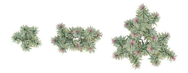 Fototapeta premium Top view of Euphorbia ascot rainbow flowers on transparent background, 3d plant illustration