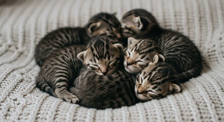 A pile of adorable tabby kittens sleep soundly together on a cozy, textured blanket, creating a heartwarming scene of comfort and warmth.