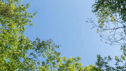 春の森の隙間から　青空を見上げる20