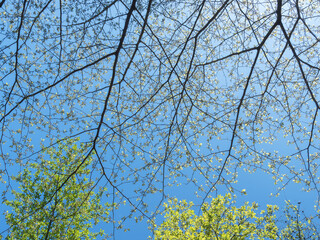 春の森の隙間から　青空を見上げる22