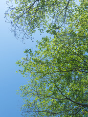 春の森の木々と雲の無い青空02