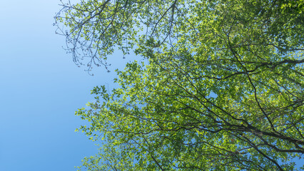 春の森の木々と雲の無い青空01