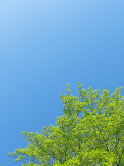 春の森の木々と雲の無い青空05