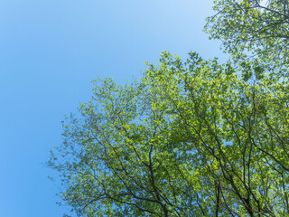 春の森の木々と雲の無い青空04