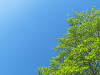 春の森の木々と雲の無い青空09