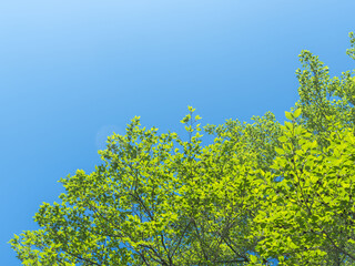 春の森の木々と雲の無い青空11