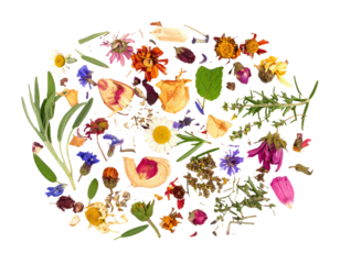 A scattered assortment of rant dried herbs and botanicals on a clean white background