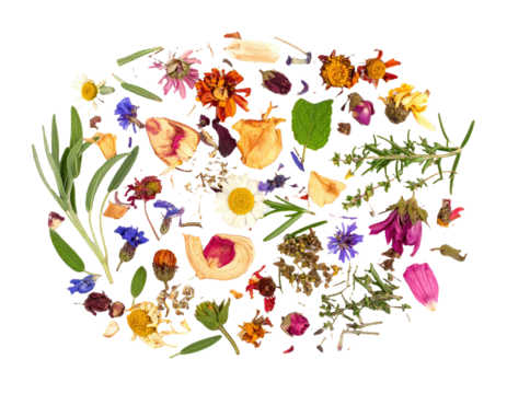 A scattered assortment of rant dried herbs and botanicals on a clean white background