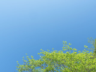 春の森の木々と雲の無い青空15