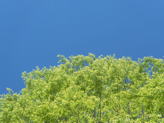 春の森の木々と雲の無い青空23