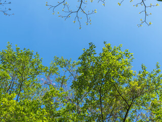 春の森の木々と雲の無い青空26