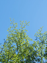 春の森の木々と雲の無い青空31