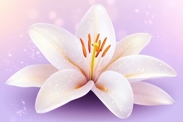 Fototapeta premium Close-up view of a delicate white lily flower.