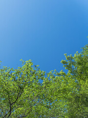春の森の木々と雲の無い青空34