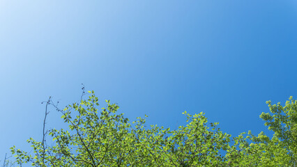 春の森の木々と雲の無い青空35