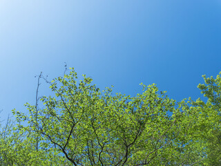 春の森の木々と雲の無い青空33