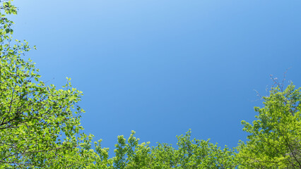 春の森の木々と雲の無い青空37