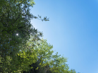 春の森の木々と雲の無い青空41