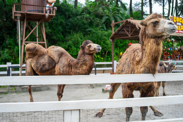 Close-Up of Camels at a Zoo