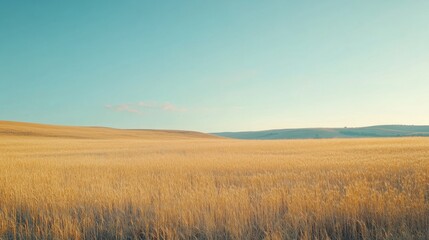 Obraz premium Endless golden wheat fields swaying gently in a soft morning breeze, illuminated by golden hour light, pastel blue sky and tranquil countryside vibe, cinematic 8K