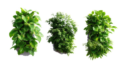 Naklejka premium Vibrant Green Collection: A captivating assortment of lush greenery and plant life, radiating vitality and natural beauty, capturing the essence of botanical splendor.