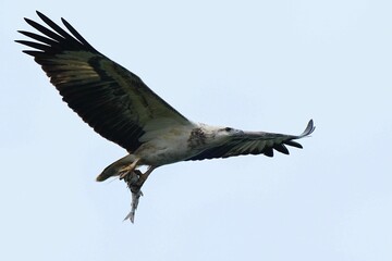 Obraz premium macaw, parrot, bird, wildlife, scarlet, rainforest, perched, branch, vibrant, plumage, feathers, tropical, nature, jungle, sunrise, colorful, red, blue, yellow, wings, beak, exotic, conservation, enda